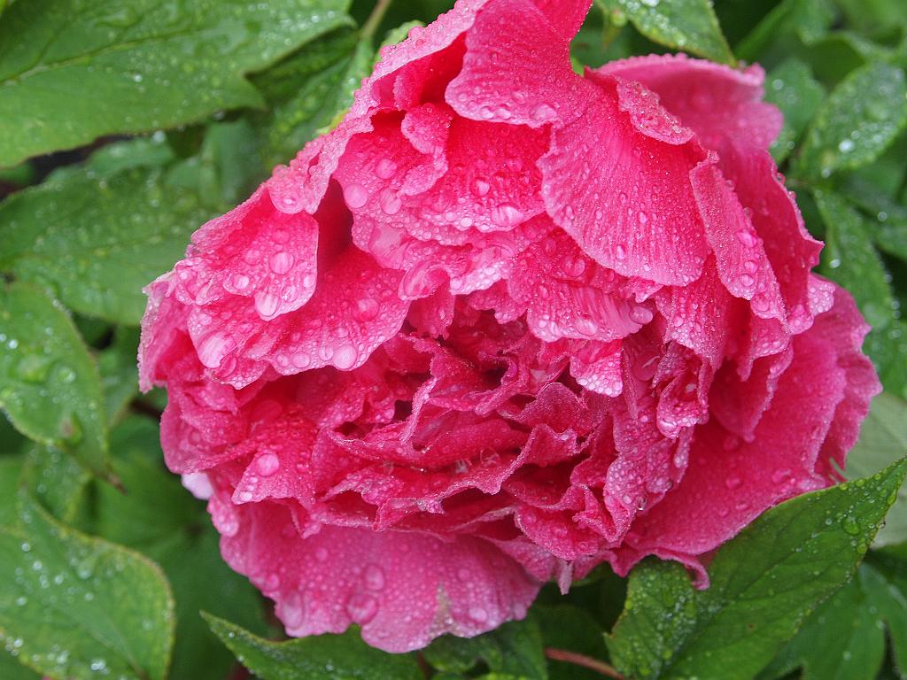 peony16b (22)